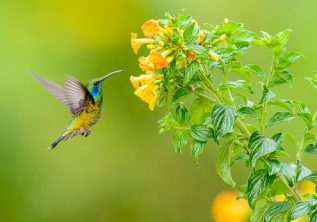 Κολίμπρι_Colibri _ Колибри-Green-Violet-ear-Hummingbird-Colibri-thalassinus_BiNT-0368